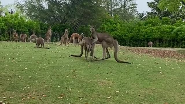 kangaroos