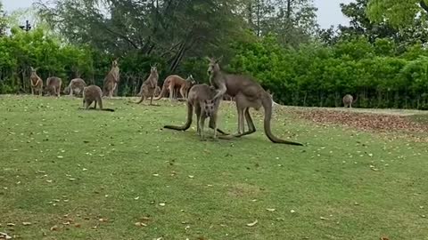 kangaroos