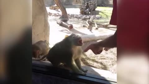 Baboon is Left Speechless by Magic Trick