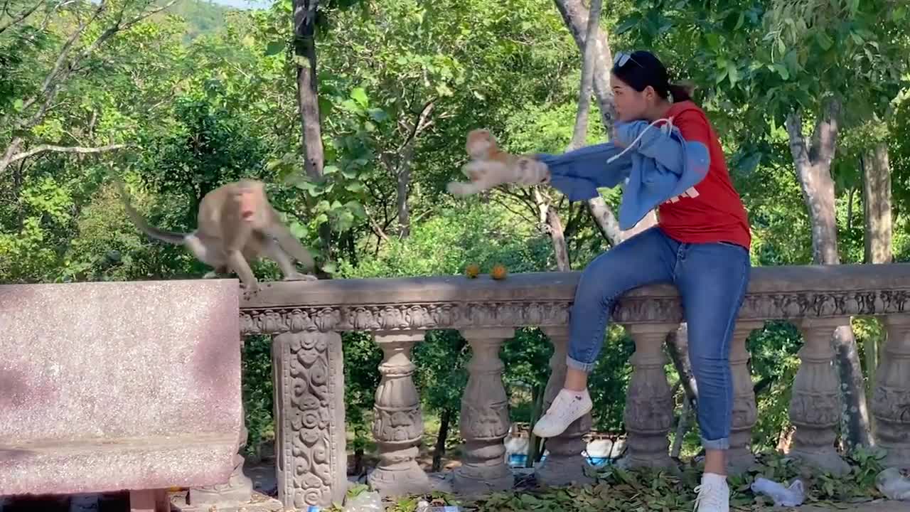 So Funny Fake Tiger Prank Monkey