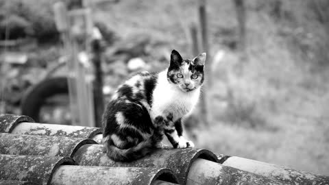 black and White cat feline