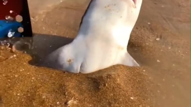 Poor little shark 🦈