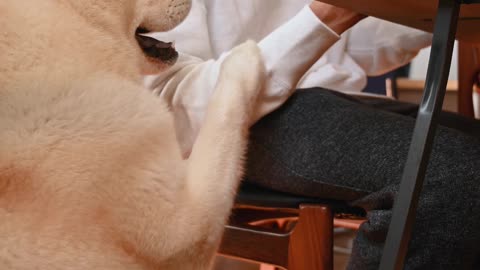 This dog wont let you eat your meal