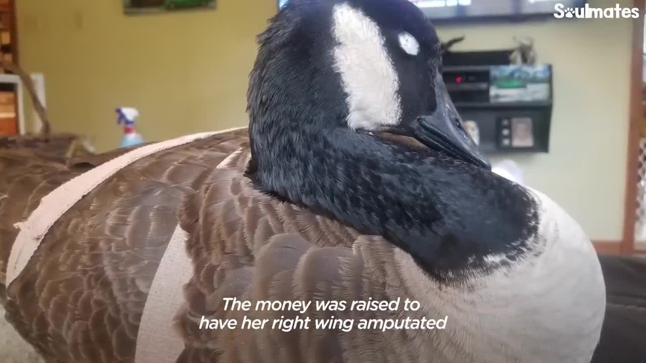 Guy Teaches His Rescued Gosling How To Fly | The Dodo Soulmates