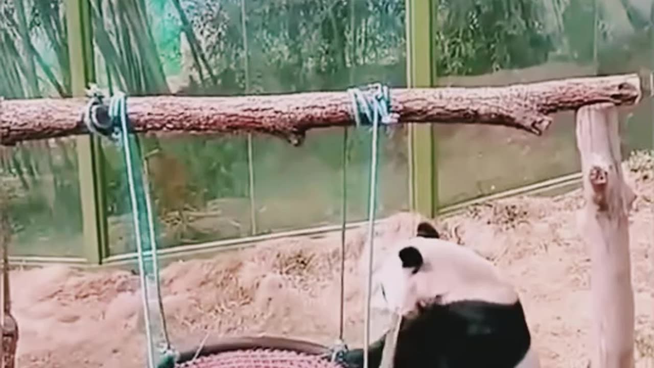 Funny pandas videos