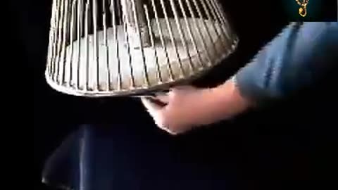 Satisfying videos