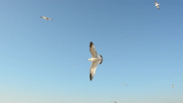 Animal world # many Seagulls # bird migration # birdwatching #