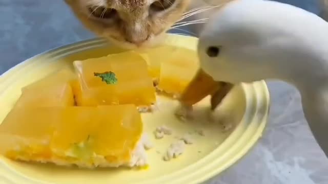 Duck and Cat; funny food clip