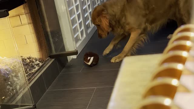 Fireplace Gives Pup Pause