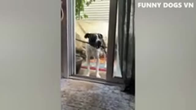 Funniest Animals Video - Funny Dogs And Cats - Try Not To Laugh Animals