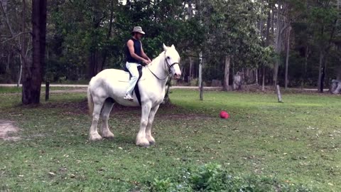 Man Gets Kicked Off Horse