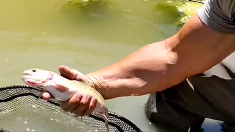 Anglers! what's your go to dry fly in the fall