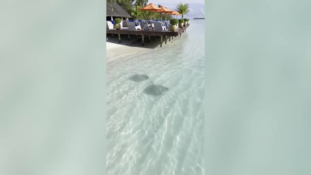 RAY TO GO: Man Feeds Stingrays In Shallow Sea Waters Of The Maldives