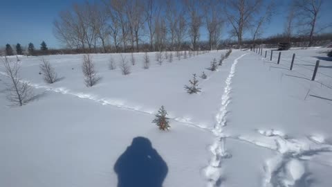 A quick look at our new spaded tree field in the snow!