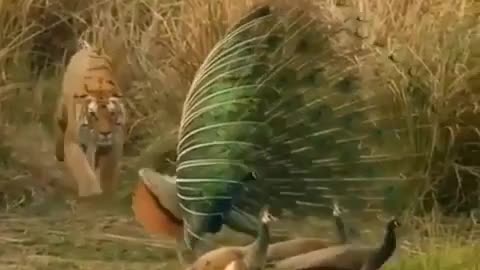 Peacocks miraculously elude the clutches of tiger