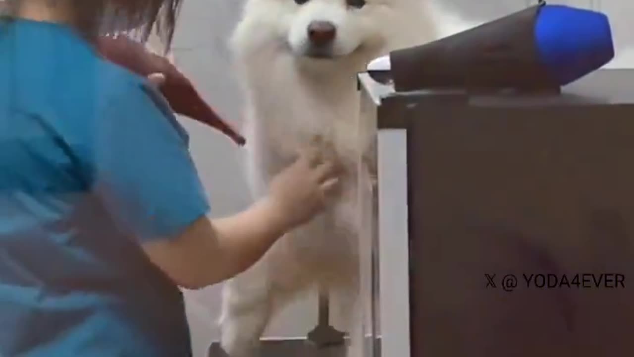 Dog's happiness when it sees the owner.