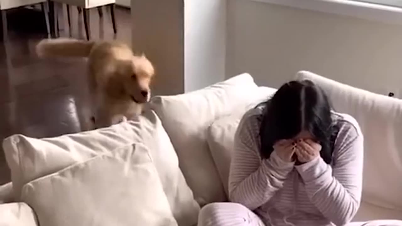 Animal with he's owner funny moments