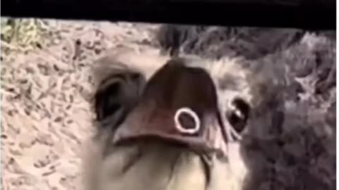 Thief ostrich