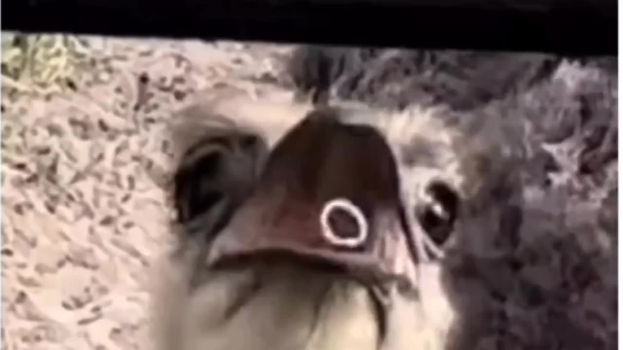 Thief ostrich