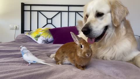 he First Meeting of a Funny Dog, Cute Rabbit and Budgie