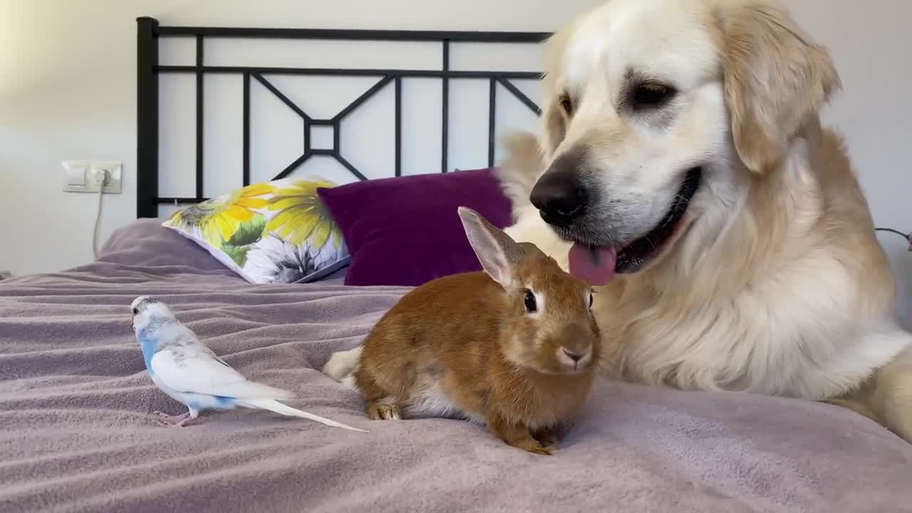 he First Meeting of a Funny Dog, Cute Rabbit and Budgie