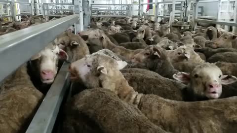 Sheep held in horrific conditions on Australian export ship