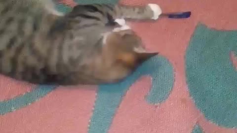 cute cat mino play by the pen