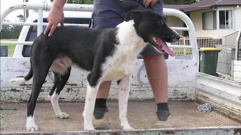 Burr Lee Bullstag Pictorial