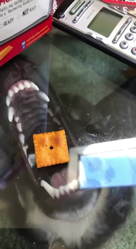 Not cool human. Not cool trick 😂