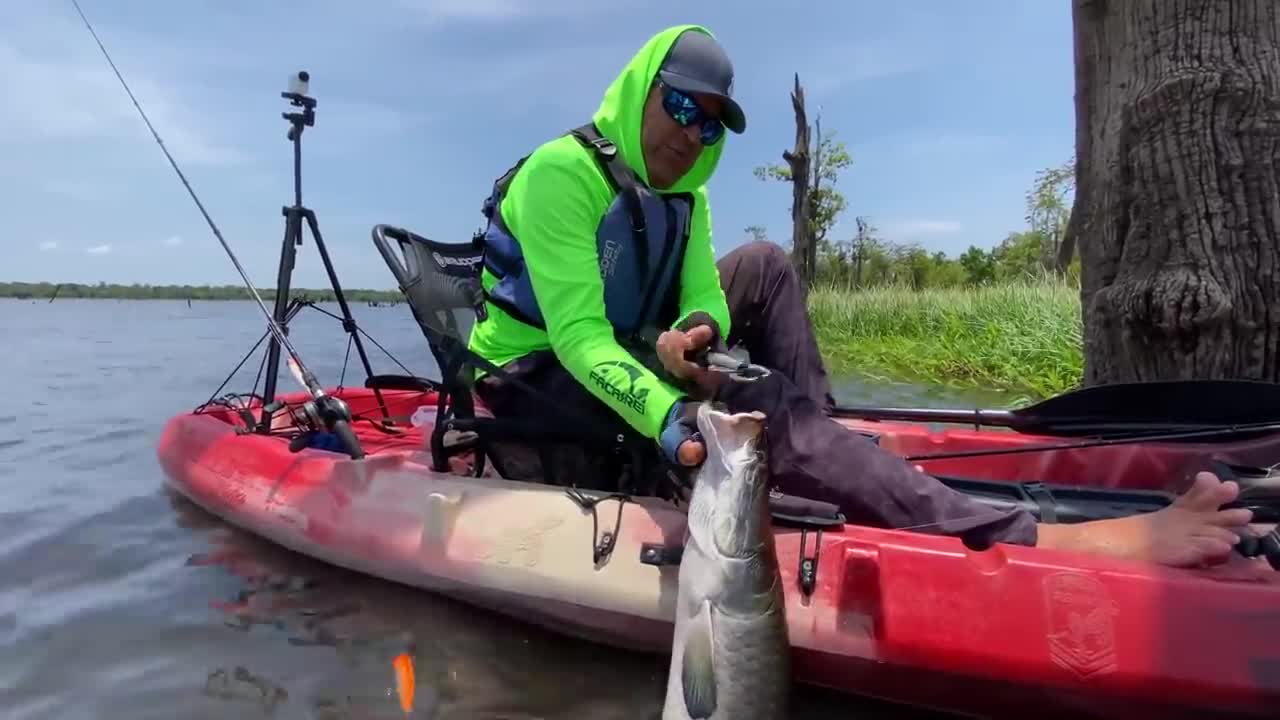They attacked mercilessly, fish PIRARUCU, Brazil