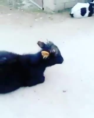 Cows doing the mannequin challenge