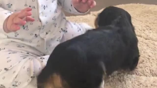 Baby and New Puppy are Friends at First Sight | Funny Clips