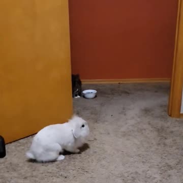 Head Banging Bunny - Death Metal Rabbit