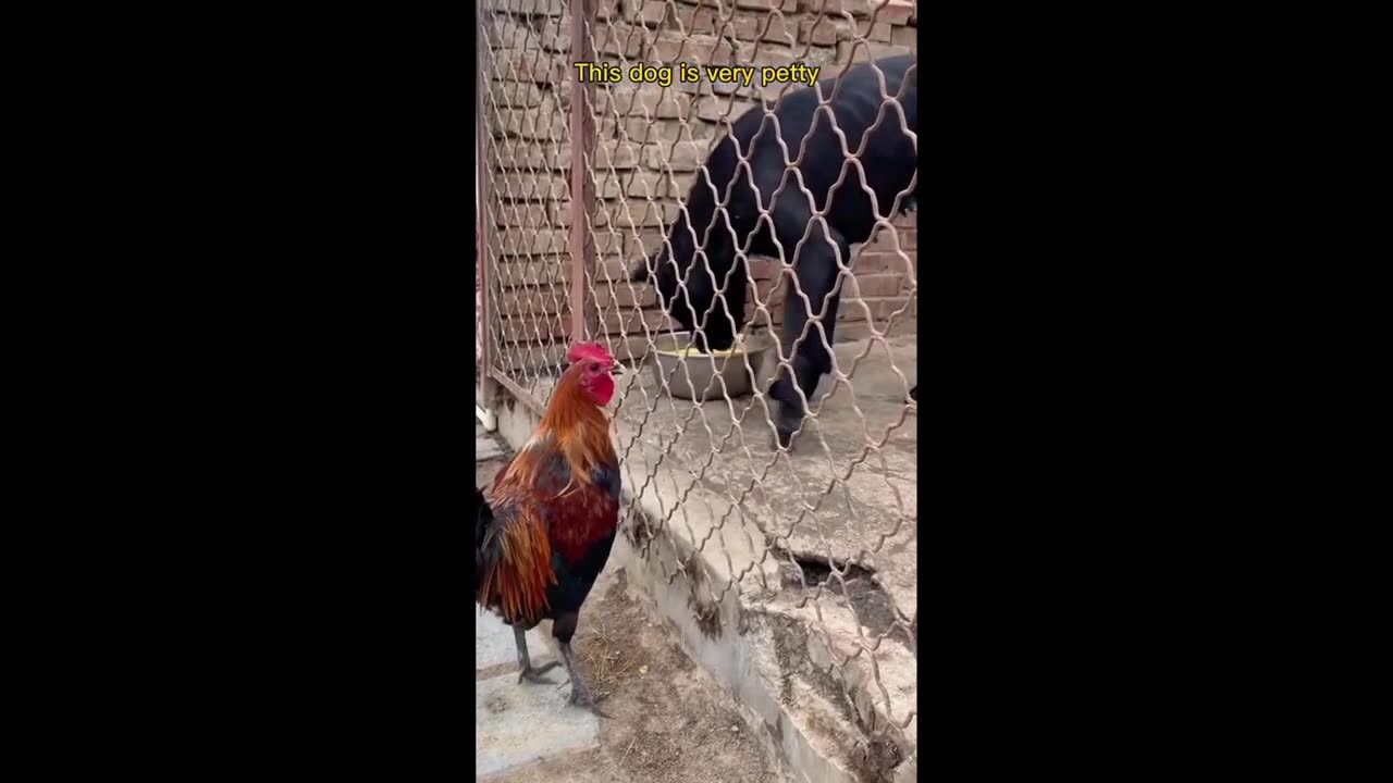 Funny animals