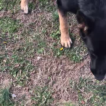 German Shepherd Excersise