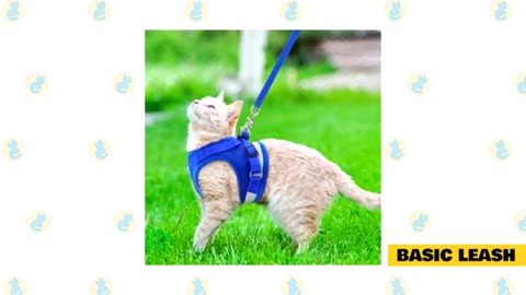 Can You Teach Cats Tricks? The Ins and Outs of Training your Feline Friend