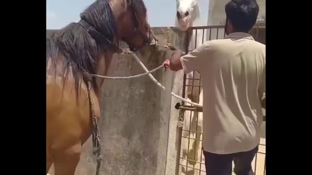 orse SOO Cute! Cute And funny horse Videos Compilation cute moment #21