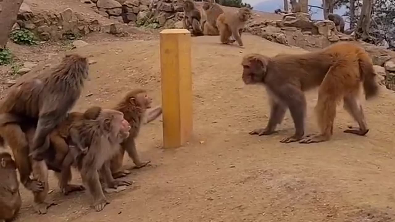 Monkeys quarrel louder than voice ?🐒