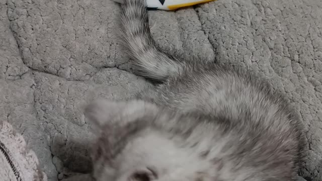 Tease the cat with a small toy