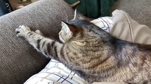 Cute Tabby Cat Purring