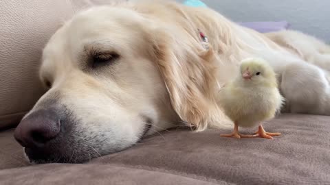 Golden Retriever Meets Newborn Baby Chick for the First Time!