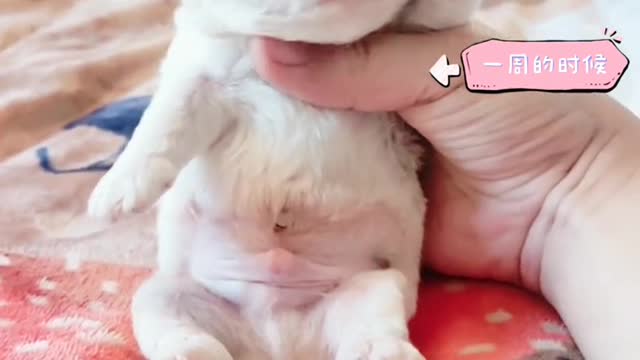 All stages of the Bichon Suckle dog, finally gathered 😂