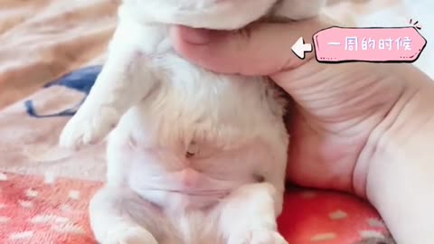 All stages of the Bichon Suckle dog, finally gathered 😂