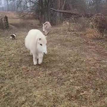 Funny animal video