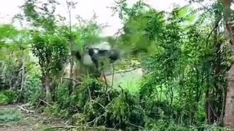 Dog Attack (Prank)