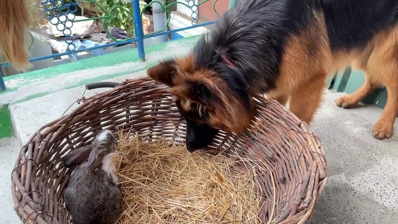 German Shepherd Puppy Meets a Bunny For The First Time