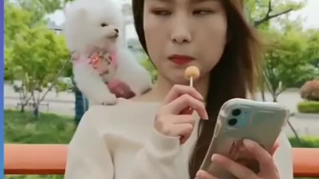 Cute Dog Playing With Girl #shorts