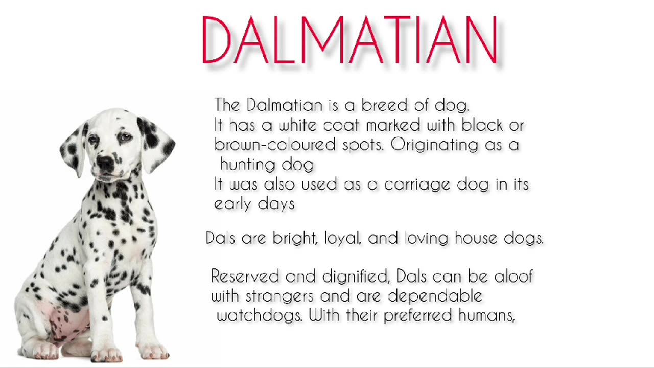 Dalmatian Breed Fact & Interest