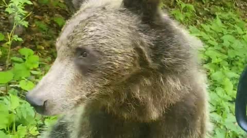 Bear Investigates Car