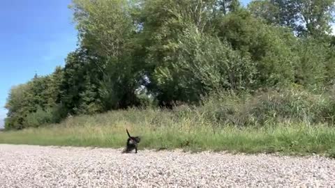 A walk (run) with 2 mini Dachshunds. Filming from a different angle.